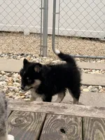 Shiloh, a male Pomsky for sale in Michigan City, IN – 3 of 5