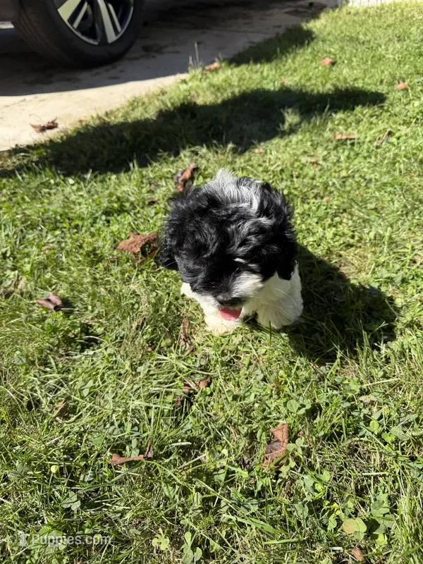 Maggie  – Cockapoo puppy for sale in Michigan City, IN