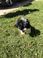Maggie , a female Cockapoo for sale in Michigan City, IN – 1 of 2