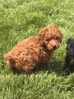 Ceecee, a female Poodle - Toy  for sale in Michigan City, IN – 2 of 3