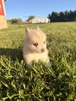 Matty, a male Pomsky for sale in Michigan City, IN – 3 of 3