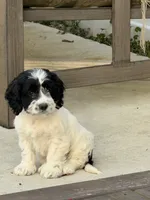 April, a female Cockapoo for sale in Michigan City, IN – 2 of 4