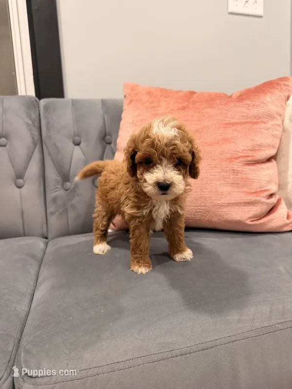 Max – Miniature Goldendoodle puppy for sale in Michigan City, IN