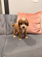 Max, a male Miniature Goldendoodle for sale in Michigan City, IN – 1 of 4