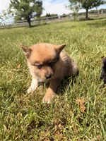 Oso, a male Pomsky for sale in Michigan City, IN – 4 of 5
