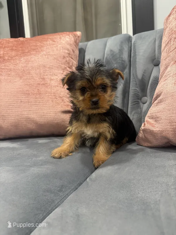 Bacardi  – Yorkshire Terrier puppy for sale in Michigan City, IN