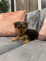 Bacardi , a male Yorkshire Terrier for sale in Michigan City, IN – Photo 4 of 5