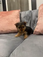 Bacardi , a male Yorkshire Terrier for sale in Michigan City, IN – Photo 5 of 5