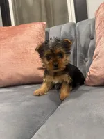 Bacardi , a male Yorkshire Terrier for sale in Michigan City, IN – Photo 2 of 5