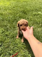 Ricky, a male Miniature Goldendoodle for sale in Michigan City, IN – 4 of 4