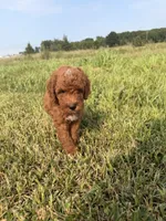 Alvin, a male Miniature Goldendoodle for sale in Michigan City, IN – 5 of 6