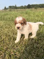 Simon, a male Miniature Goldendoodle for sale in Michigan City, IN – 6 of 6