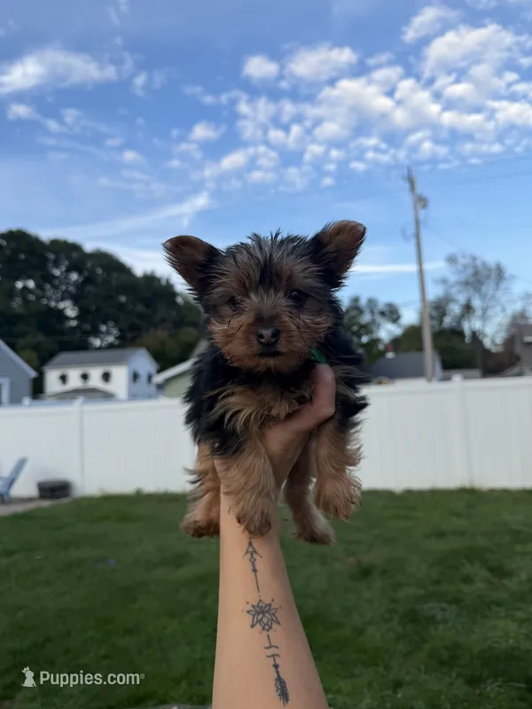Fletcher – Yorkshire Terrier puppy for sale in Michigan City, IN