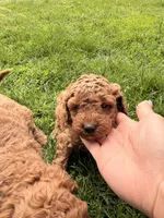 Angel, a male Miniature Goldendoodle for sale in Michigan City, IN – 2 of 3