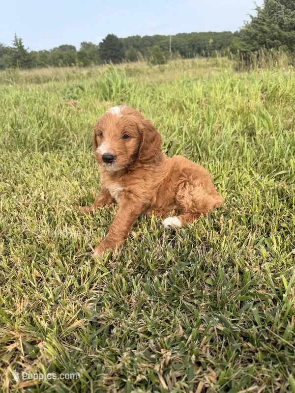 Theodore  – Miniature Goldendoodle puppy for sale in Michigan City, IN