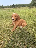 Theodore , a male Miniature Goldendoodle for sale in Michigan City, IN – 1 of 4