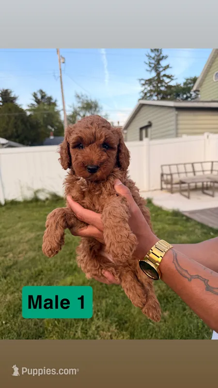Roger – Miniature Goldendoodle puppy for sale in Michigan City, IN