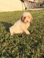 Jenna, a female Miniature Goldendoodle for sale in Michigan City, IN – 4 of 7