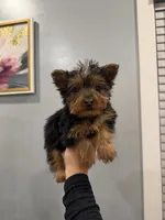 Fletcher, a male Yorkshire Terrier for sale in Michigan City, IN – 1 of 3