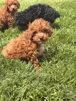 Danny, a female Poodle - Toy  for sale in Michigan City, IN – 1 of 4