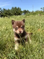 Sheba, a female Pomsky for sale in Michigan City, IN – 4 of 4