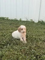 Jenna, a female Miniature Goldendoodle for sale in Michigan City, IN – 5 of 7