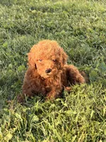 Felix, a male Miniature Goldendoodle for sale in Michigan City, IN – 4 of 5