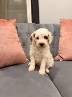 Harold, a male Miniature Goldendoodle for sale in Michigan City, IN – 2 of 3