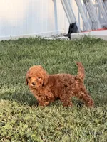 Felix, a male Miniature Goldendoodle for sale in Michigan City, IN – 2 of 5