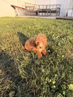 Jade, a female Miniature Goldendoodle for sale in Michigan City, IN – 2 of 5
