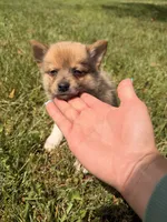 Oso, a male Pomsky for sale in Michigan City, IN – 2 of 5