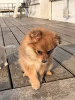 Bambi, a female Pomeranian for sale in Michigan City, IN – 4 of 5