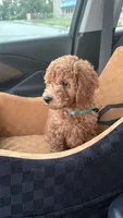 Rio, a female Miniature Goldendoodle for sale in Michigan City, IN – 2 of 6