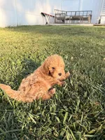Fez, a male Miniature Goldendoodle for sale in Michigan City, IN – 4 of 6