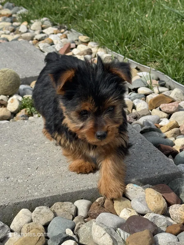 Jessie – Yorkshire Terrier puppy for sale in Michigan City, IN