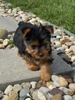 Jessie, a male Yorkshire Terrier for sale in Michigan City, IN – Photo 1 of 4