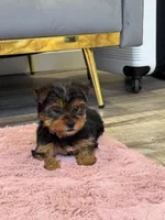 Jasper, a male Yorkshire Terrier for sale in Michigan City, IN – Photo 3 of 4