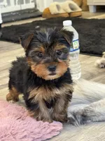 Jasper, a male Yorkshire Terrier for sale in Michigan City, IN – Photo 1 of 4
