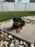 Jessie, a male Yorkshire Terrier for sale in Michigan City, IN – Photo 4 of 4