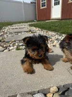 Jessie, a male Yorkshire Terrier for sale in Michigan City, IN – Photo 3 of 4