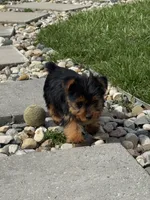 Jessie, a male Yorkshire Terrier for sale in Michigan City, IN – Photo 2 of 4