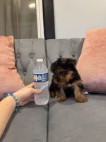 Jasper, a male Yorkshire Terrier for sale in Michigan City, IN – Photo 4 of 4