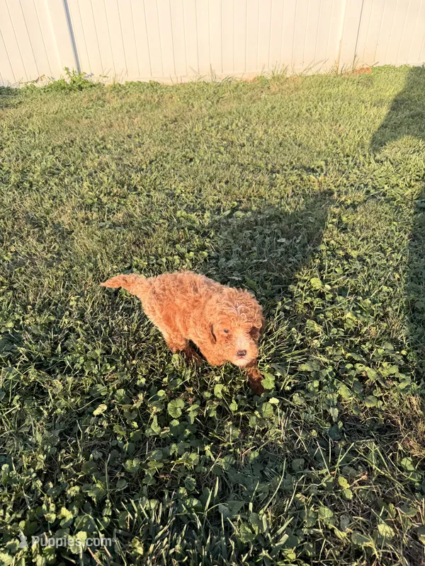 Jade – Miniature Goldendoodle puppy for sale in Michigan City, IN