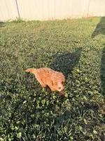 Jade, a female Miniature Goldendoodle for sale in Michigan City, IN – 1 of 5