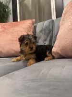 Jose, a male Yorkshire Terrier for sale in Michigan City, IN – Photo 4 of 4