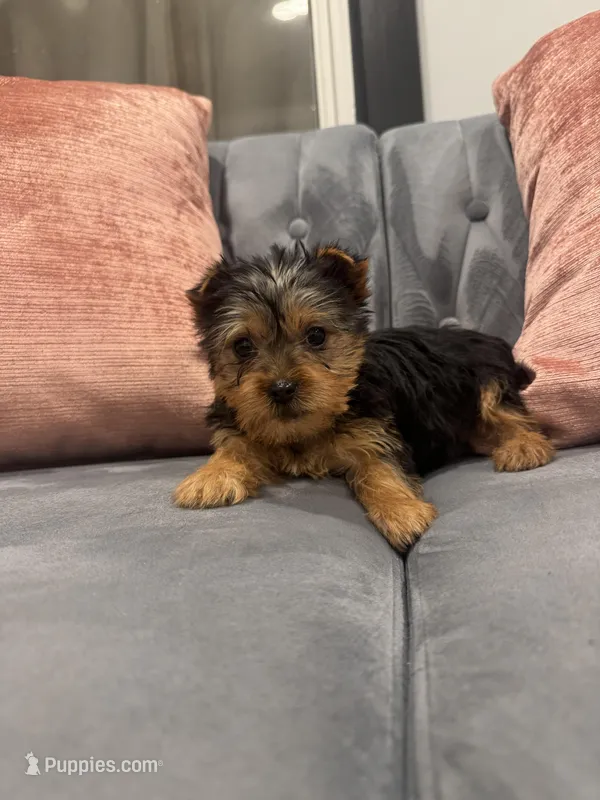Jose – Yorkshire Terrier puppy for sale in Michigan City, IN