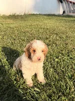 Finn, a male Miniature Goldendoodle for sale in Michigan City, IN – 6 of 7