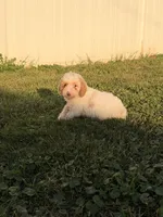 Jenna, a female Miniature Goldendoodle for sale in Michigan City, IN – 6 of 7