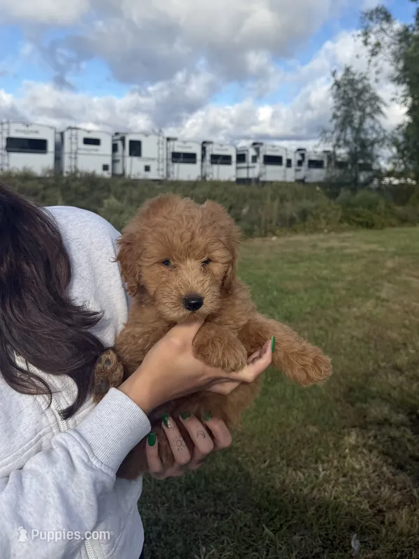 Topher – Miniature Goldendoodle puppy for sale in Michigan City, IN