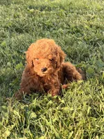 Felix, a male Miniature Goldendoodle for sale in Michigan City, IN – 5 of 5